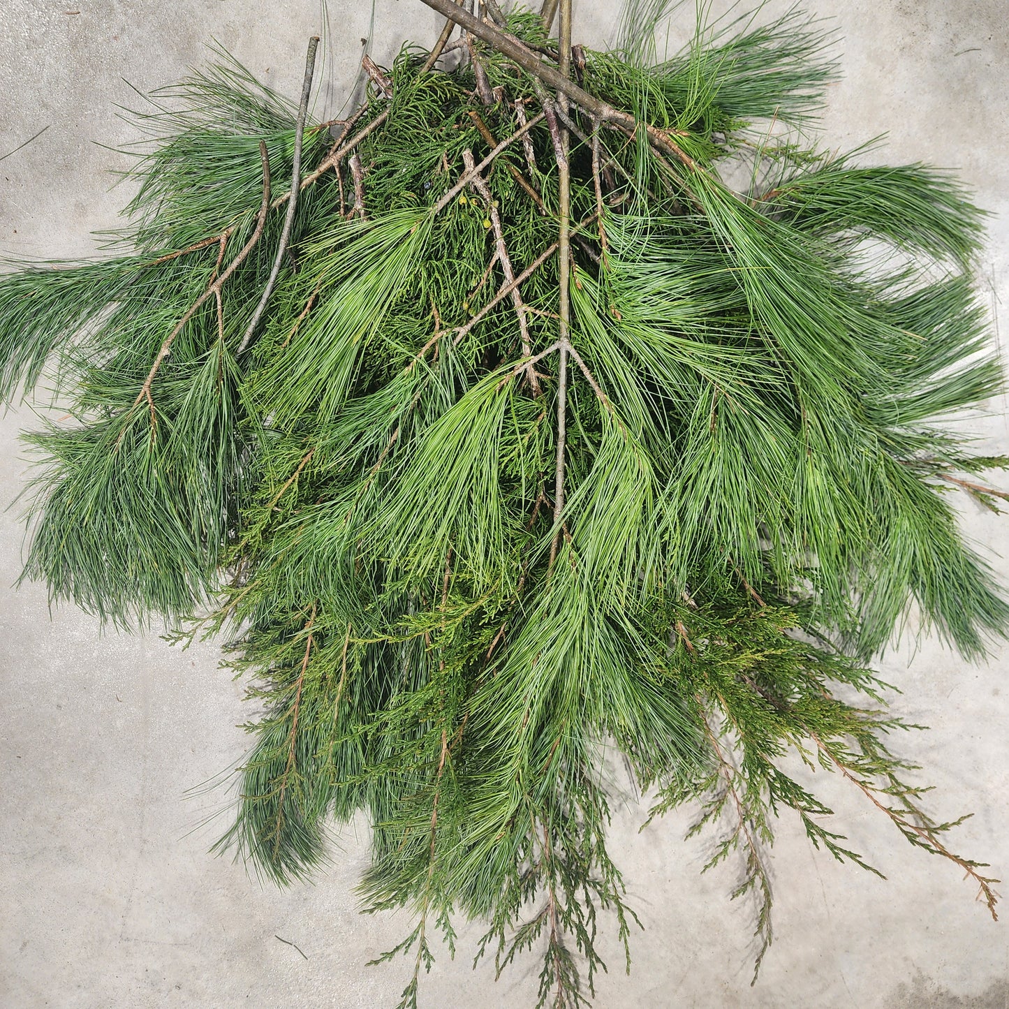 Bundle of Fresh Cedar & White Pine - Large 12-24"
