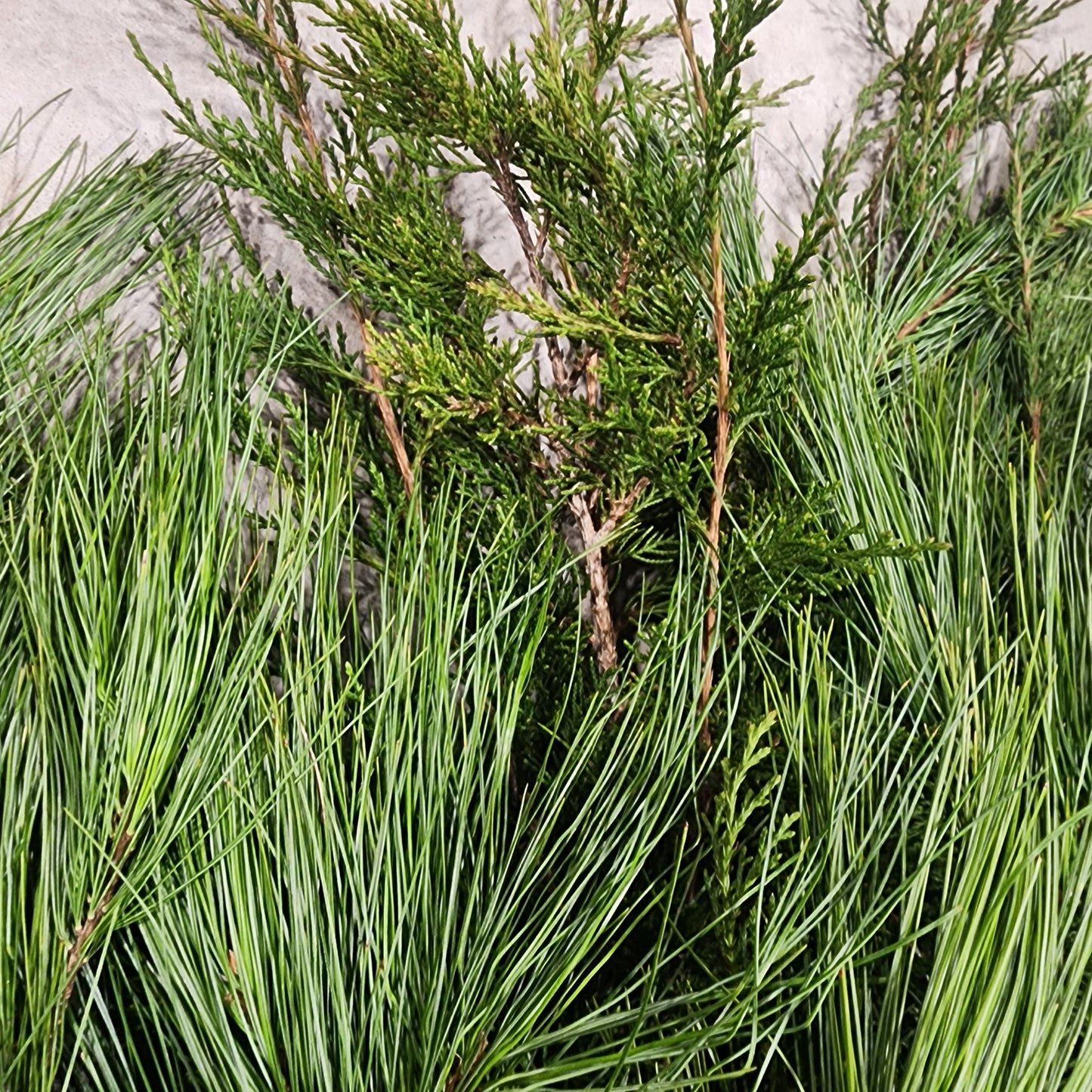 Bundle of Fresh Cedar & White Pine - Large 12-24"