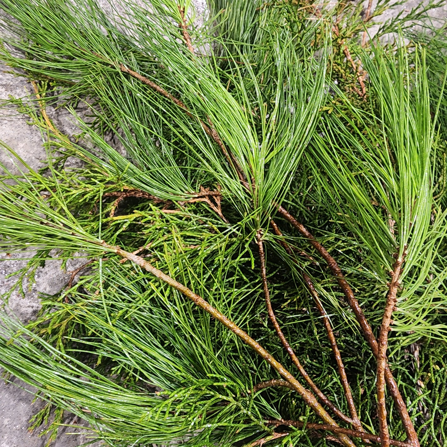 Bundle of Fresh Cedar & White Pine - Small 12-18"