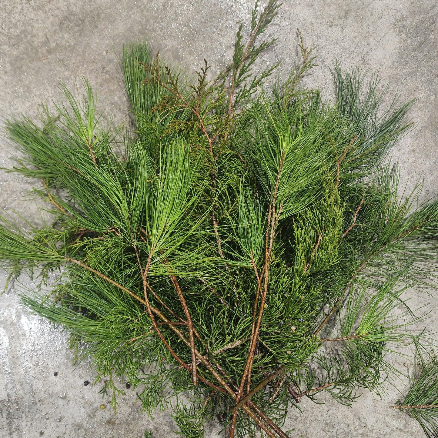 Bundle of Fresh Cedar & White Pine - Small 12-18"