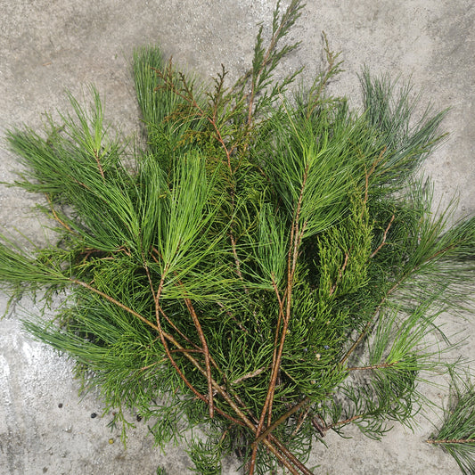 Bundle of Fresh Cedar & White Pine - Small 12-18"