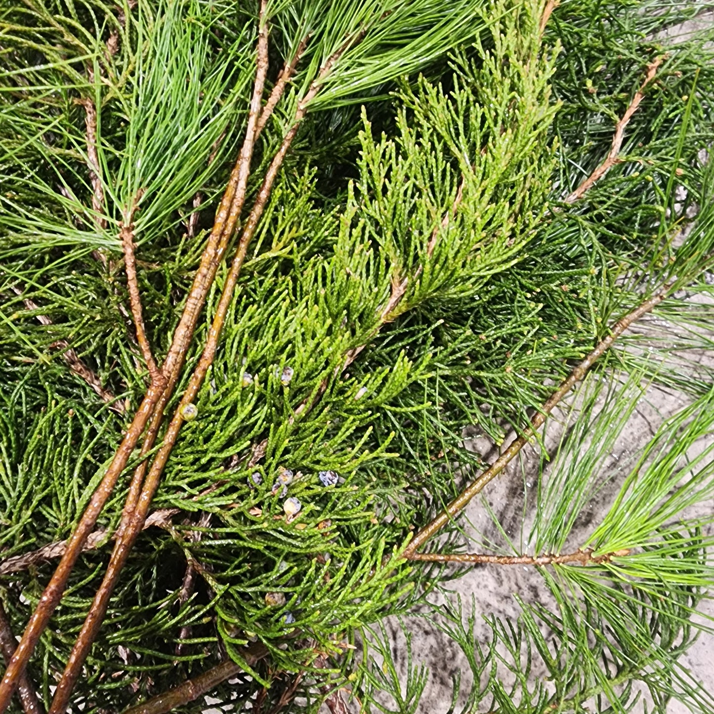 Bundle of Fresh Cedar & White Pine - Small 12-18"