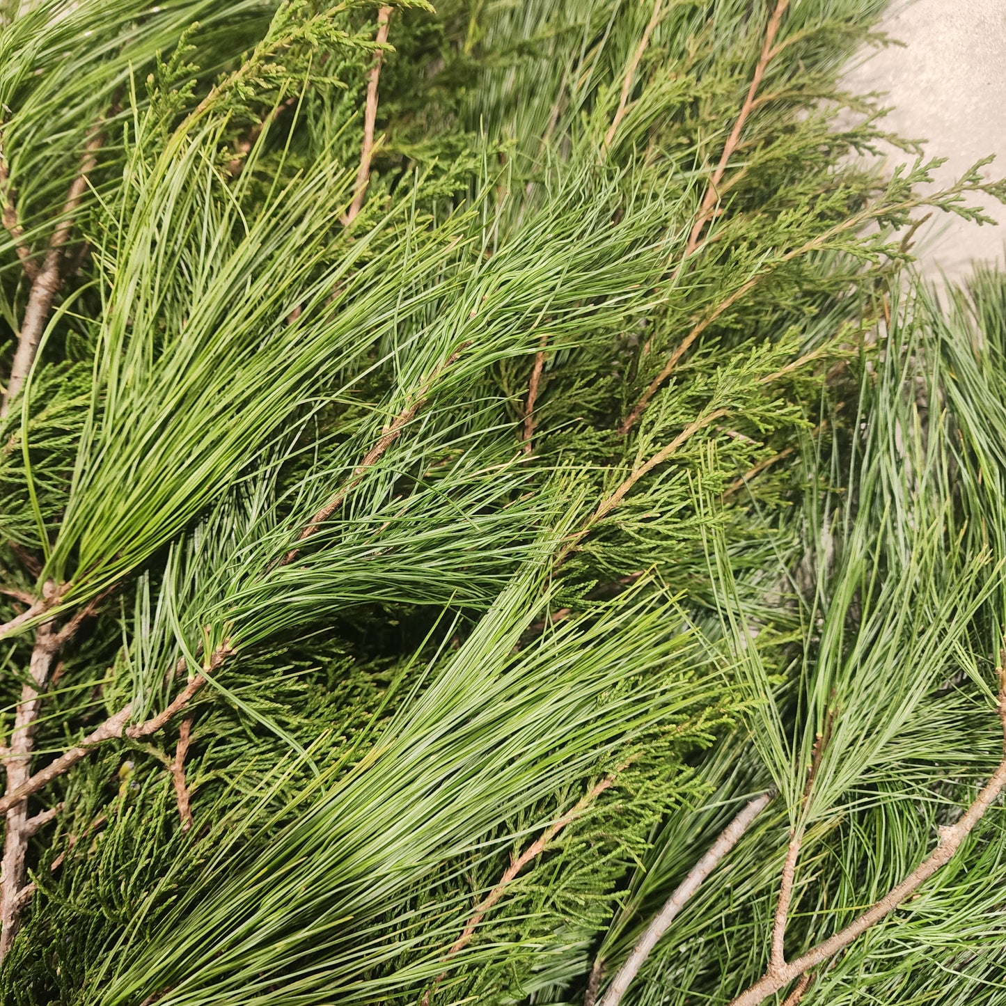 Bundle of Fresh Cedar & White Pine - Large 12-24"